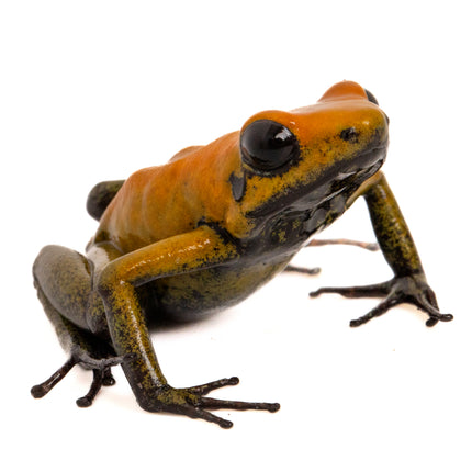 Phyllobates 'Bicolor'