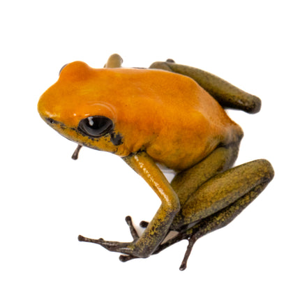 Phyllobates 'Bicolor'