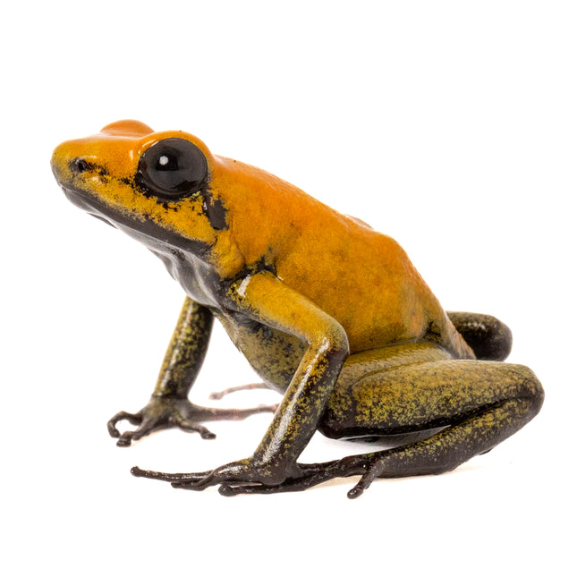 Phyllobates 'Bicolor'