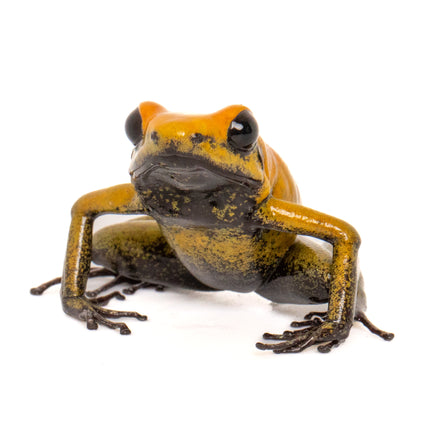 Phyllobates 'Bicolor'