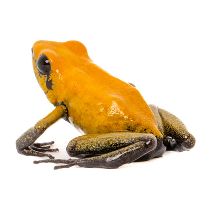 Phyllobates 'Bicolor'