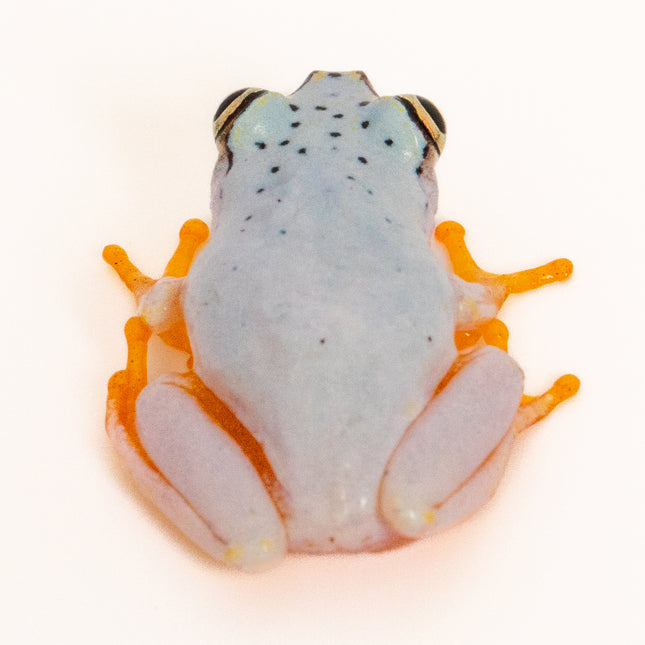 Blue Back Reed Frog