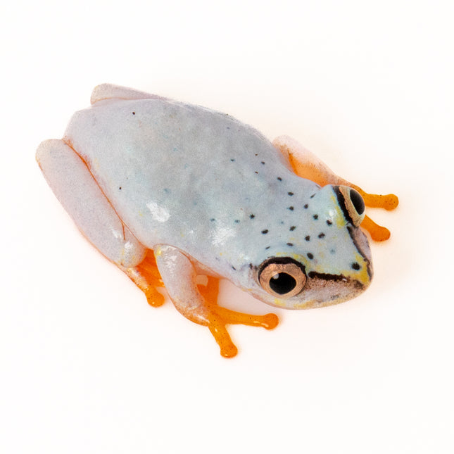Blue Back Reed Frog