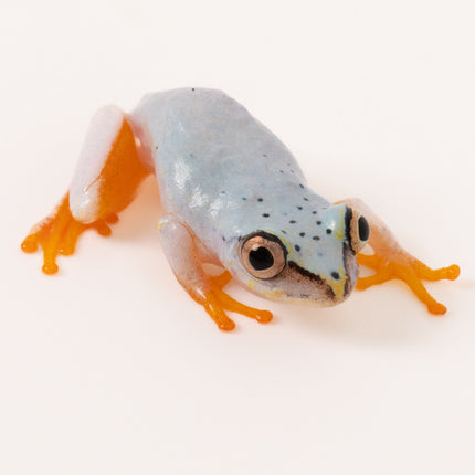 Blue Back Reed Frog