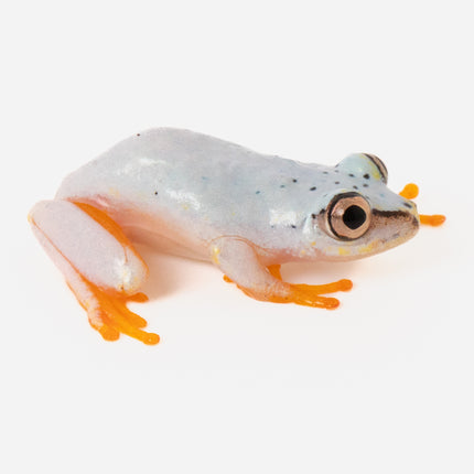 Blue Back Reed Frog
