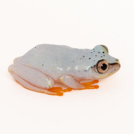 Blue Back Reed Frog