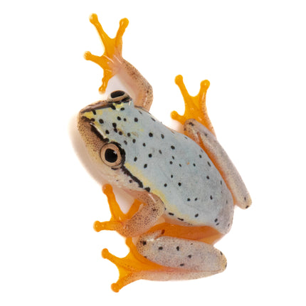 Blue Back Reed Frog