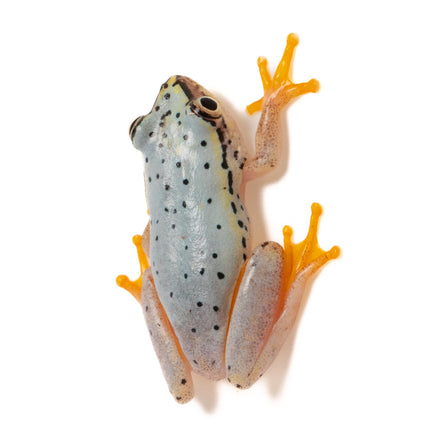 Blue Back Reed Frog