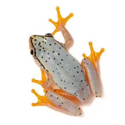 Blue Back Reed Frog