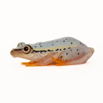 Blue Back Reed Frog