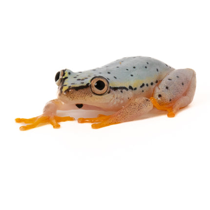 Blue Back Reed Frog