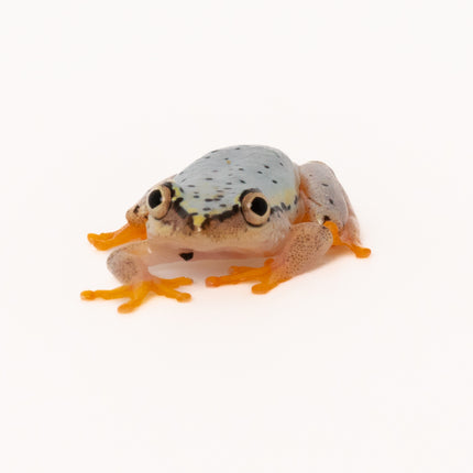 Blue Back Reed Frog