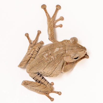 Borneo Eared Tree Frogs