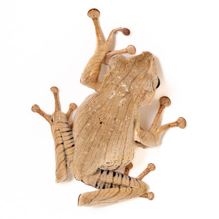 Borneo Eared Tree Frogs