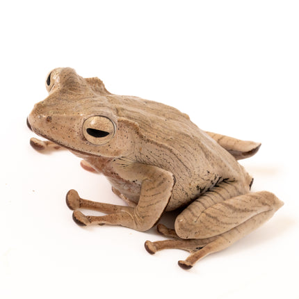 Borneo Eared Tree Frogs