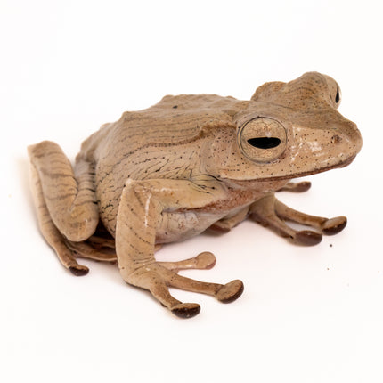 Borneo Eared Tree Frogs