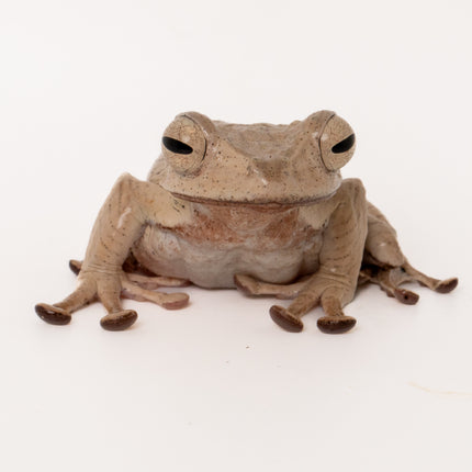 Borneo Eared Tree Frogs