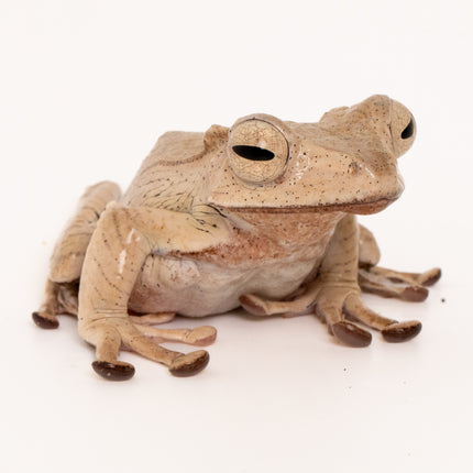 Borneo Eared Tree Frogs
