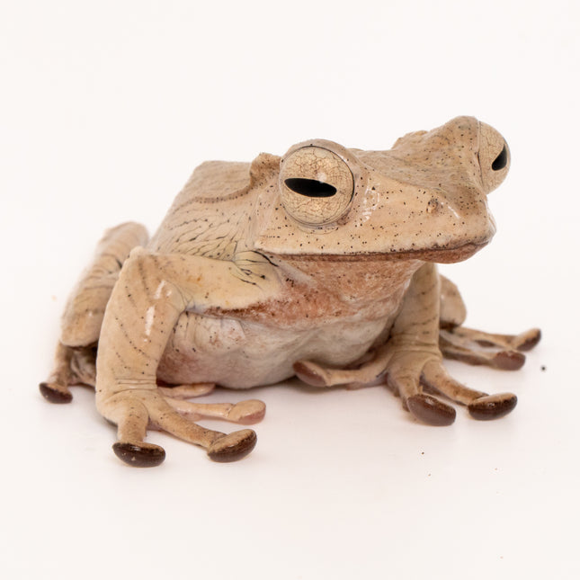Borneo Eared Tree Frogs