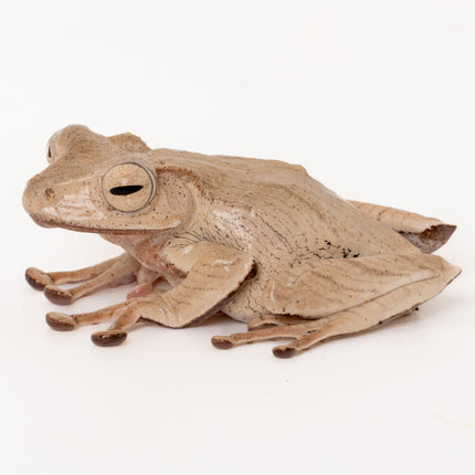 Borneo Eared Tree Frogs