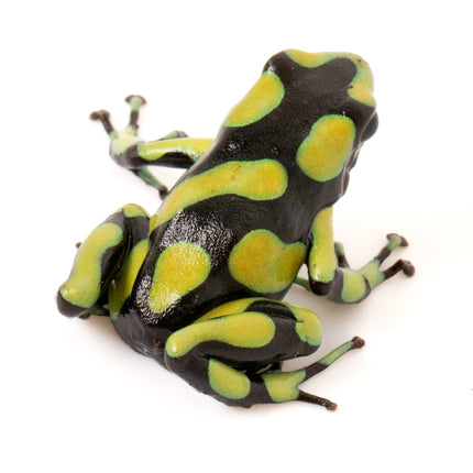 Dendrobates Auratus 'Capurgana'