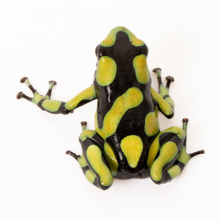 Dendrobates Auratus Capurgana