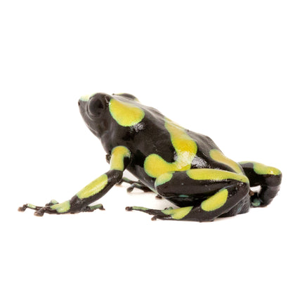 Dendrobates Auratus Capurgana