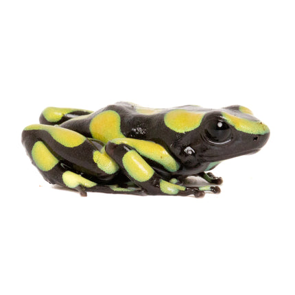 Dendrobates Auratus Capurgana