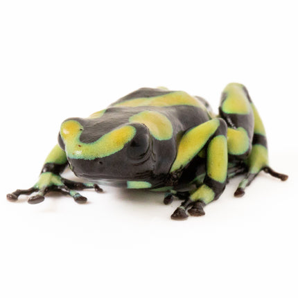 Dendrobates Auratus 'Capurgana'