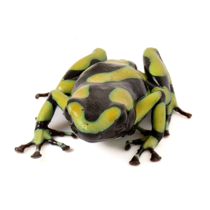 Dendrobates Auratus 'Capurgana'