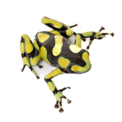 Dendrobates Auratus Capurgana