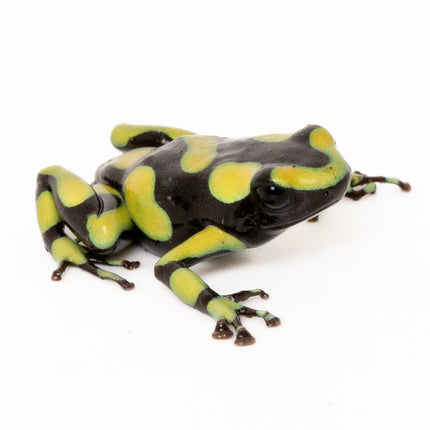 Dendrobates Auratus Capurgana