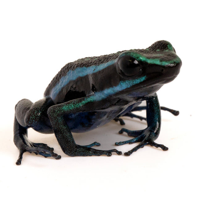 Ameerega bassleri 'Chrome'