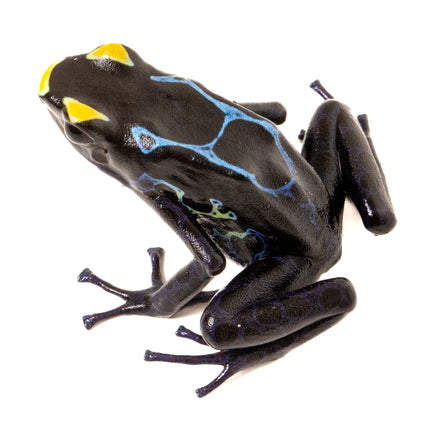 Dendrobates tinctorius 'Alalapadu Cobalt'