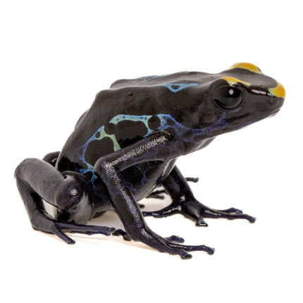 Dendrobates tinctorius 'Alalapadu Cobalt'