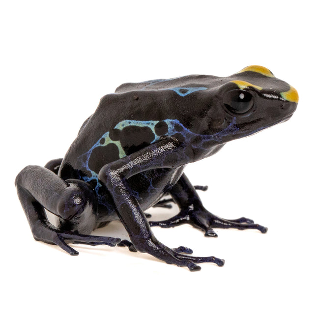 Dendrobates tinctorius 'Alalapadu Cobalt'