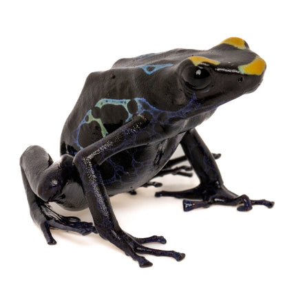 Dendrobates tinctorius 'Alalapadu Cobalt'