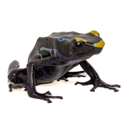 Dendrobates tinctorius 'Alalapadu Cobalt'