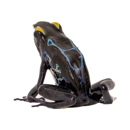 Dendrobates tinctorius 'Alalapadu Cobalt'