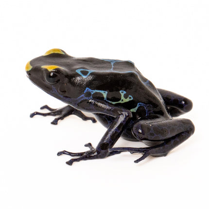 Dendrobates tinctorius 'Alalapadu Cobalt'