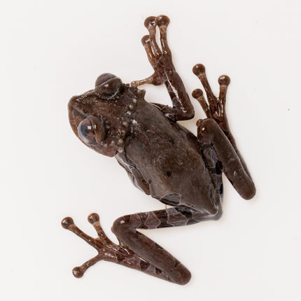 Crowned Tree Frogs- Triprion spinosus