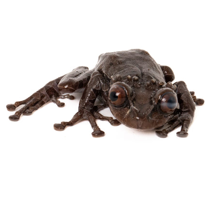 Crowned Tree Frogs- Triprion spinosus