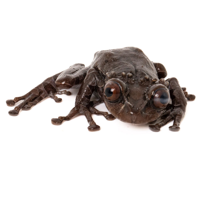 Crowned Tree Frogs- Triprion spinosus