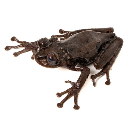 Crowned Tree Frogs- Triprion spinosus
