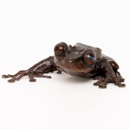 Crowned Tree Frogs- Triprion spinosus