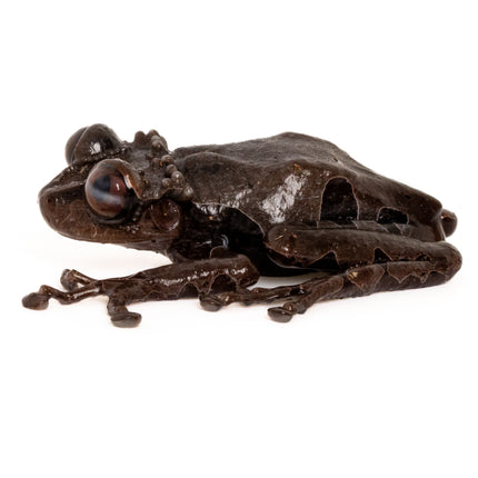 Crowned Tree Frogs- Triprion spinosus