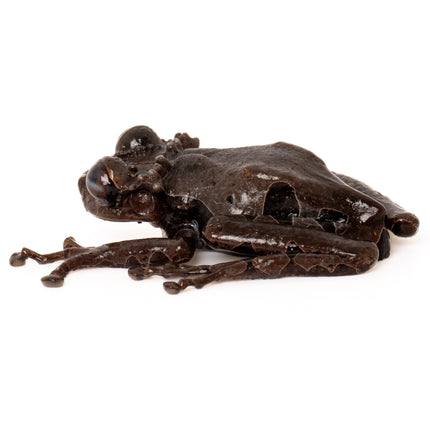 Crowned Tree Frogs- Triprion spinosus