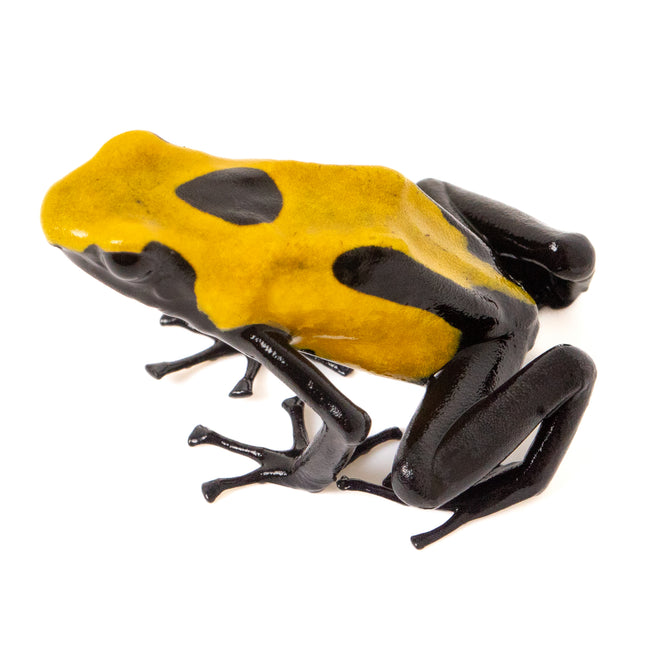 Dendrobates tinctorius 'Citronella'