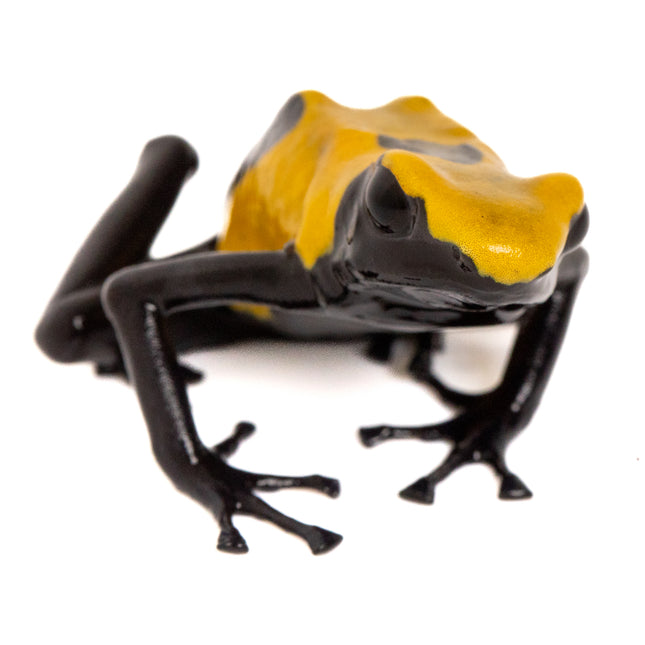 Dendrobates tinctorius 'Citronella'