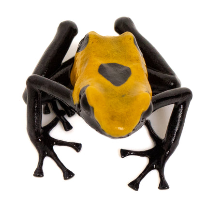 Dendrobates tinctorius 'Citronella'